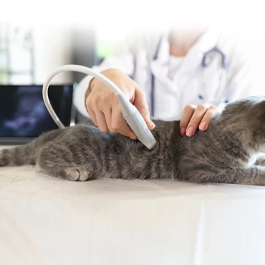 Introduction to Veterinary Ultrasound: How to Quickly Master Abdominal Scanni...
