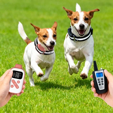 How Can Artificial Intelligence Revolutionize The Proper Training Of Dogs?