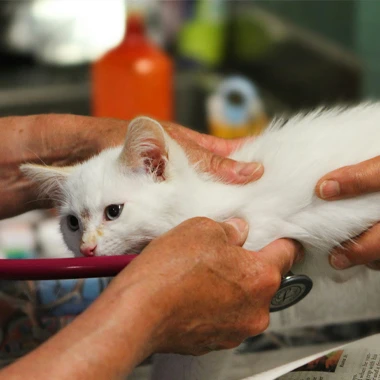 Global Pet Healthcare Expands, Releasing Demand For Equipment in Emerging Mar...
