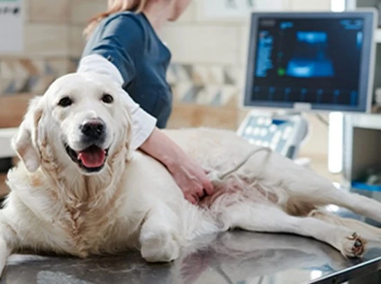 Veterinary research institutes Veterinary research institutes
